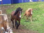  Horses galloping around their enclosure