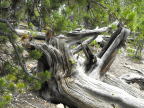  Twisted log at Grand Canyon of the Yellowstone