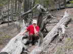  Tired of posing on a twisted log at Grand Canyon of the Yellowstone