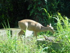  Young white-tailed deer at entrance fo Manuel Antonio National Park