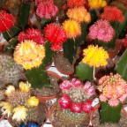  Cactus display at Flower Market in Amsterdam
