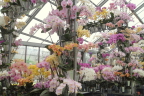  Orchid display, Prince Wilhelm pavilion, Keukenhof Gardens