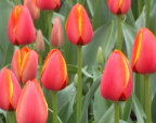  Tulips in Keukenhof Gardens