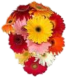 Gerbera Daisies