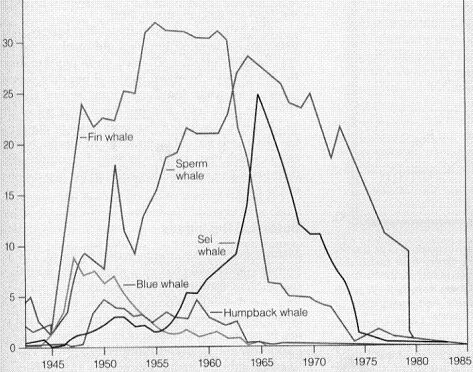 thousands of whales caught.by year; 5 functionally extinct species