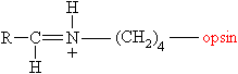 http://www.ch.ic.ac.uk/vchemlib/mim/bristol/retinal/cretinal_mol.htm