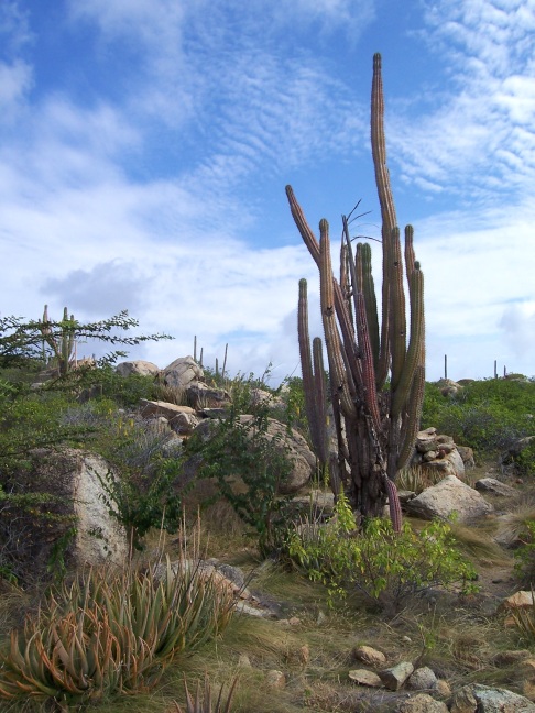  Organ pipe cactus with bird's nest, Cunucu Arikok, Aruba