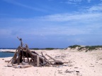  An erstwhile driftwood shelter on Boca Grandi, Aruba