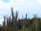  Organ pipe cactus with birds, Cunucu Arikok, Aruba