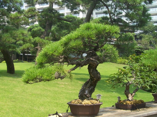  The garden has a small collection of Bonsai