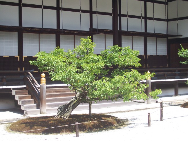  Tree in a courtyard, Imperial Palace, Kyoto