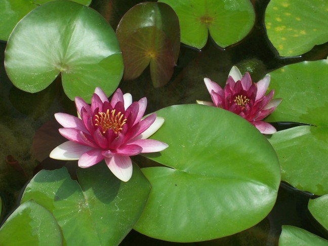  The art museum features water lilies from Monet's pond, but allows no inside photos