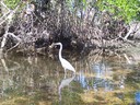  At "Ding" Darling nature reserve on Sanibel Island this crested egret was one of the many wading birds we saw.