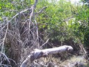  The mangroves were devasted by Hurricane Charlie.