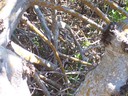  Mangrove roots help stabilize the soil.
