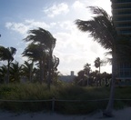  Windblown trees in silhouette, Miami Beach