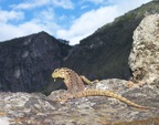  Lizard chewing grass while contemplating Machu Picchu