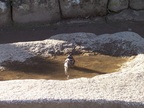  Bird exploiting a natural birdbath at Machu Picchu