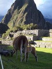  Mother working at her lawn maintenance task while kid feeds, Main Lawn, Machu Picchu