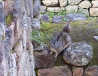  Ground squirrel at Machu Picchu