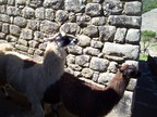 Amorous llama pursues female right into me at Machu Picchu