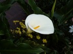  Calla Lily in garden of La Merced Church and Convent, Cusco