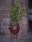  Bush in planter, La Merced Church and Convent, Cusco