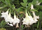  Angel trumpet flower - depending on preparation, it gives a trip of two days or eternity; Folklore Olga Fisch, Quito