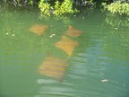  Four rays evading our boat, Black Turtle Lagoon, Santa Cruz, Galapagos