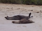  Sea Lions rolling on the beach, Santa Fe, Galapagos