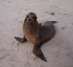  Sea lion is a wannabe model, Santa Fe, Galapagos