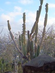  Organ Pipe Cactus, San Cristobal, Galapagos