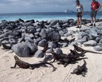  Red iguanas pile up to regulate their temperatures, Punta Suarez, Espanola, Galapagos