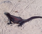  Red iguana dwarfs a lava lizard, Punta Suarez, Espanola, Galapagos