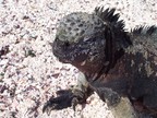  Chief red iguana eyes us warily, Punta Suarez, Espanola, Galapagos