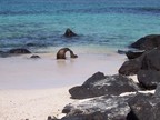  Mama sea lion kisses kid, Punta Suarez, Espanola, Galapagos
