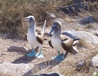  Blue-footed boobies mating, Punta Suarez, Espanola, Galapagos