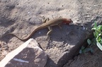  Lava lizard enjoys a treat, Punta Suarez, Espanola, Galapagos