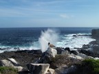  Blow hole explodes behind Blue-footed Booby on Punta Suarez, Espanola, Galapagos