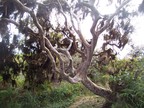  Gnarled tree (type?) overlooking huge sinkhole, Santa Cruz, Galapagos