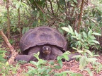 Aged tortoise, Rancho Primicia, Santa Cruz, Galapagos