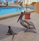  Red iguana and Pelican sharing our pool at Solymar Hotel, Puerto Ayora, Santa Cruz, Galapagos