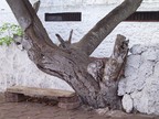  Dying tree is part of wall, Puerto Ayora, Santa Cruz, Galapagos
