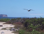  Wave Albatross coming in for a landing, Seymour Island, Galapagos