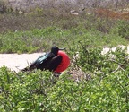  Frigatebird looking for a mate, Seymour Island, Galapagos