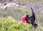  Frigatebird displaying for a mate, Seymour Island, Galapagos