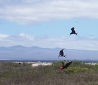  Frigatebirds eat by thieving from fisher birds, or from other frigatebirds, Seymour Island, Galapagos