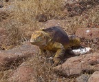  Iguana strides confidently across my path, Seymour Island, Galapagos