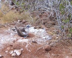  Nesting Blue-footed Booby, Seymour Island, Galapagos