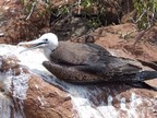  Albatross, Seymour Island, Galapagos